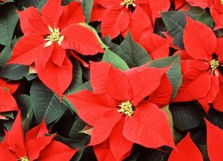 História da Flor do Natal – Poinsettia História da Flor do Natal – Poinsetti
